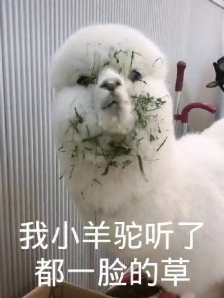 2022娱乐圈吃瓜乱象,揭秘吃瓜乱象背后的真相与反思